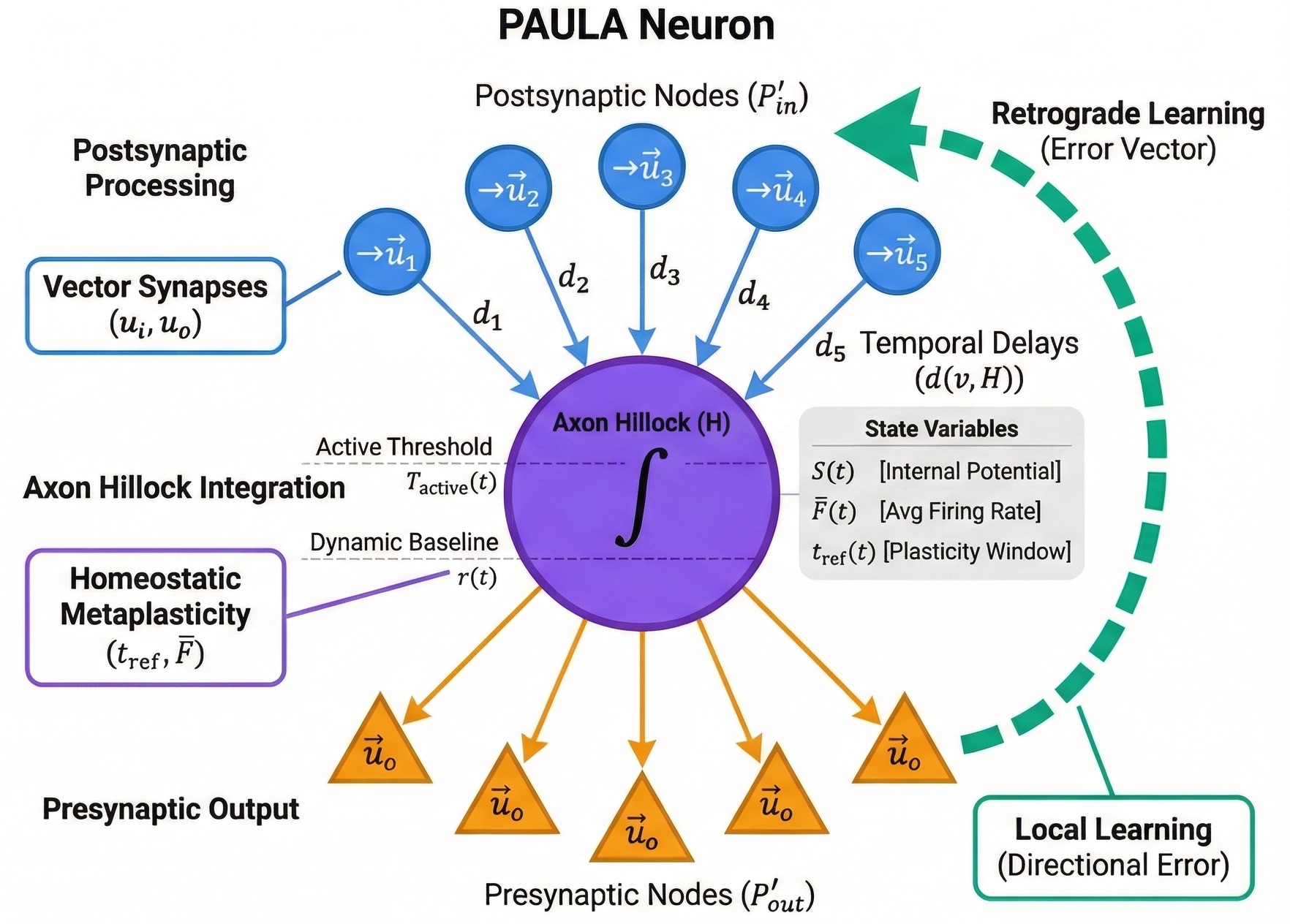 PAULA neuron model architecture